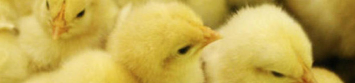 Chick Days at Champion